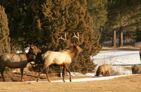 Elk at Broken Top in Bend Oregon