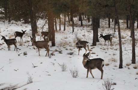 This lot in North rim provides a wonderful safe playground for a passel of kids or a herd of deer