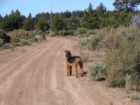 I love to run on the trails beyond Tetherow, unencumbered by a leash!