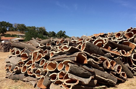 Cork oak