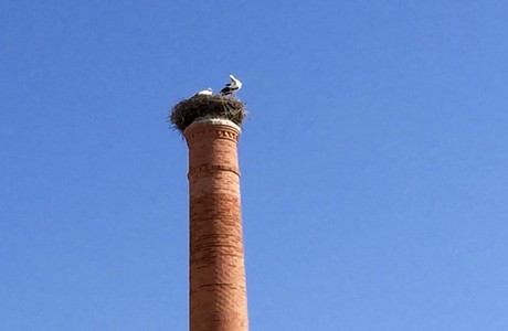 Storks