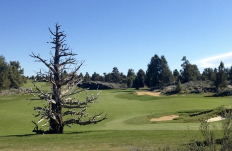 Ghost tree on the Fazio course at Pronghorn