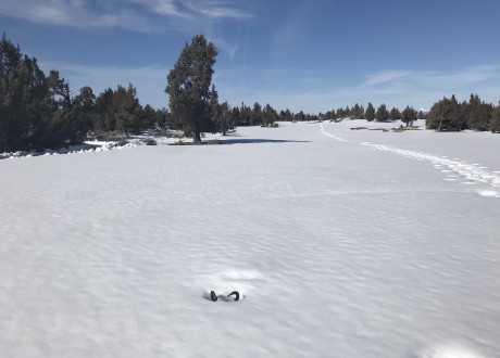 What color ball to use at Pronghorn Fazio? March 15th.