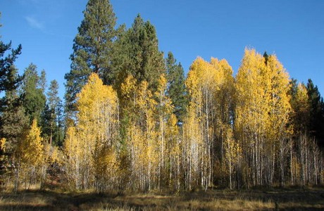 Fall colors in Central Oregon